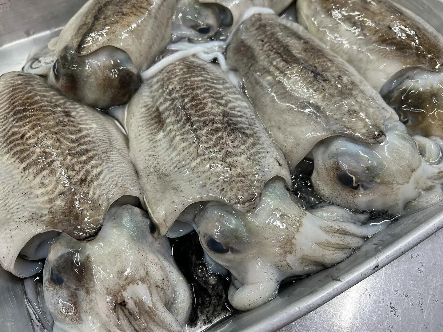 淡路島産　墨イカ！