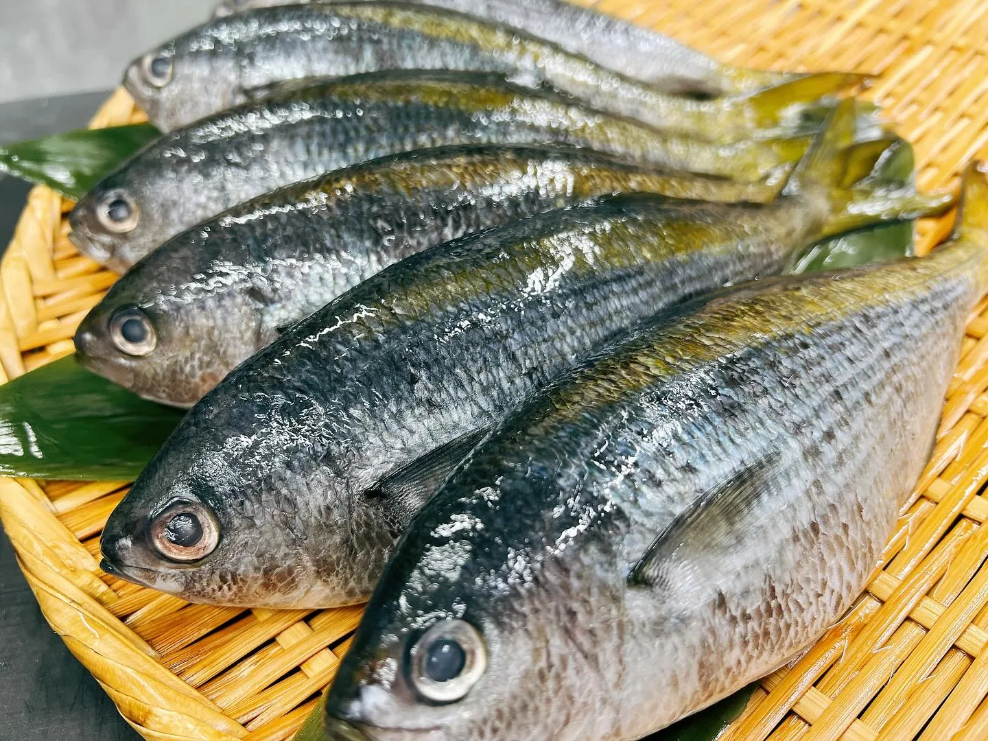 “夏の高級魚”鰖(タカベ)