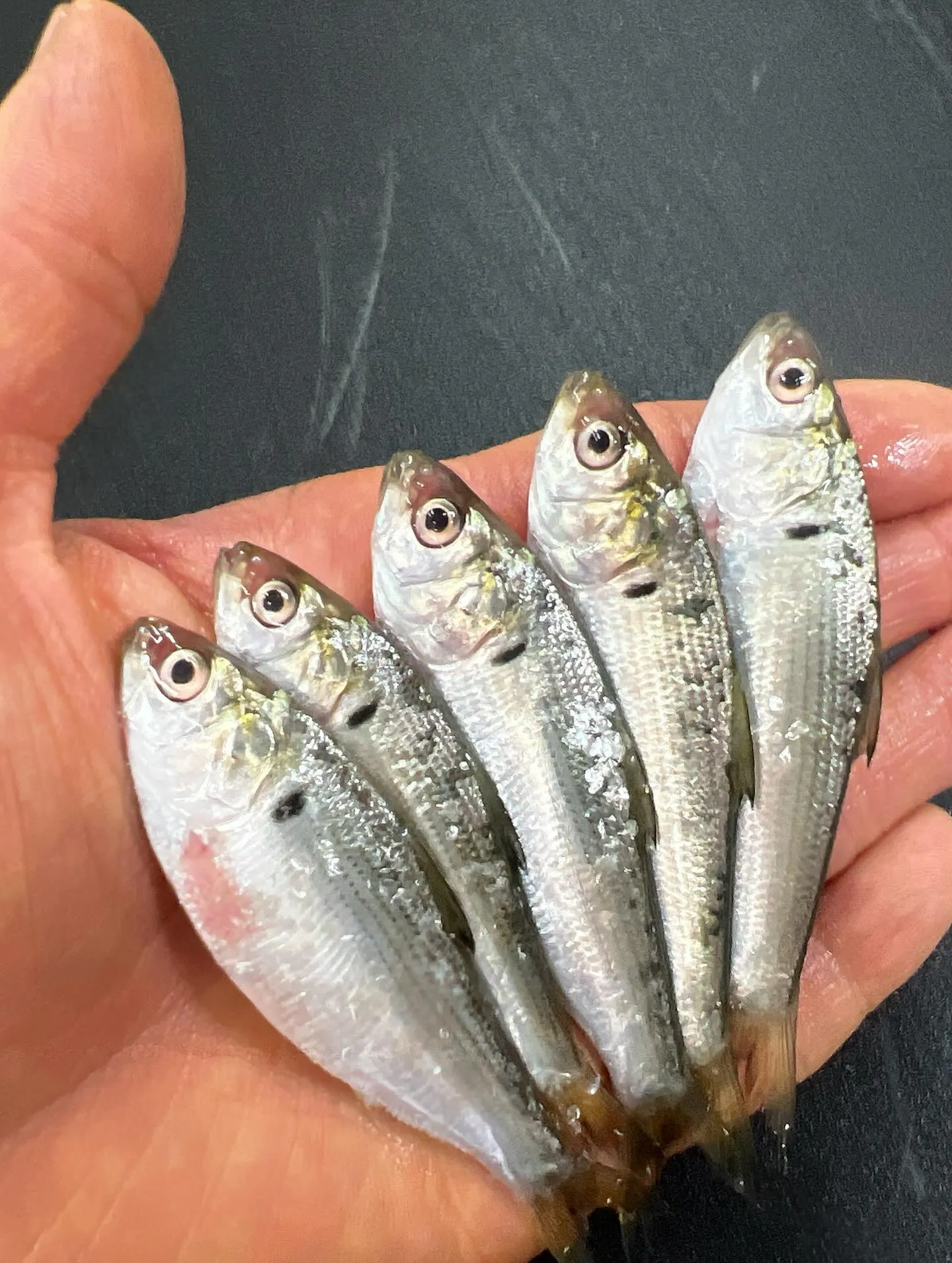 夏の風物詩🎐新子（小肌の稚魚）