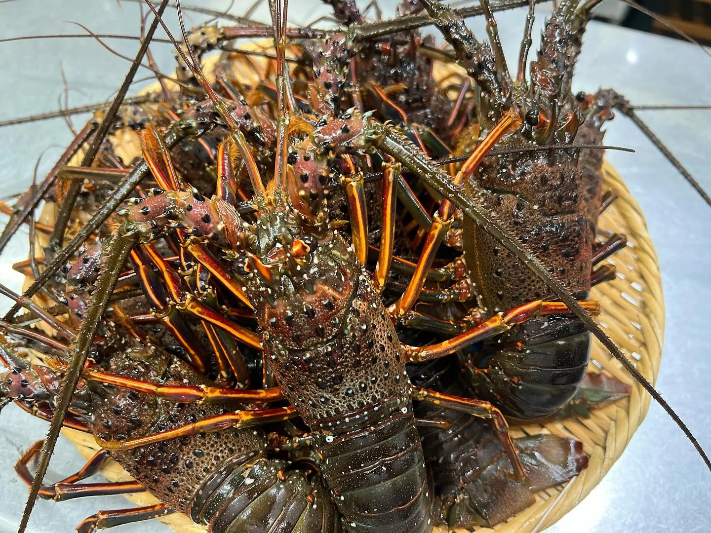 宮崎日南獲れ！伊勢えび！！入荷してます🦞🦞