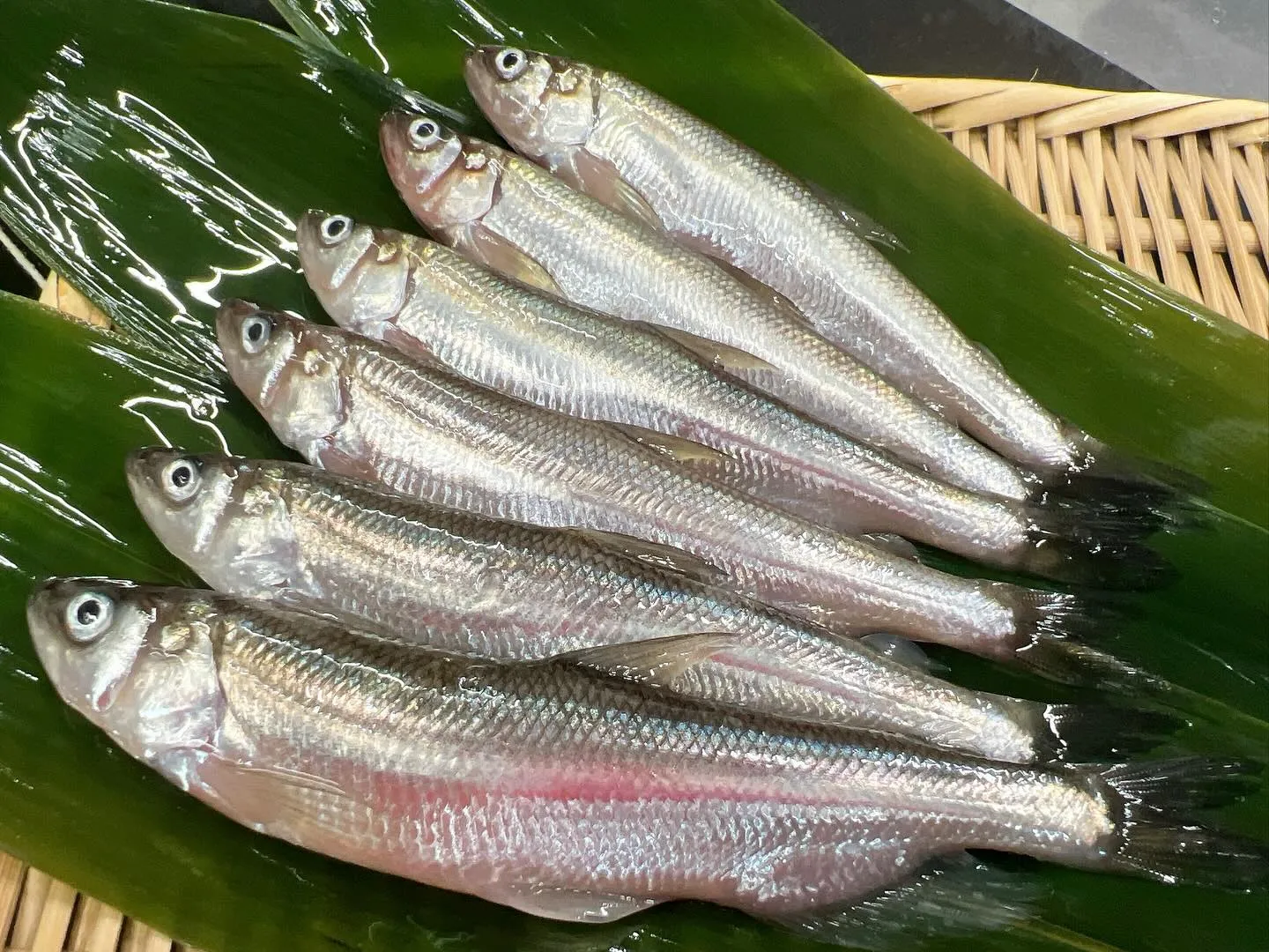 “本ししゃも” 北海道広尾産