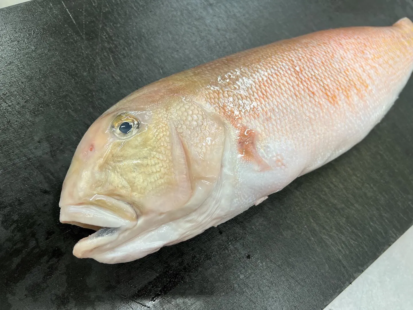 宮崎産“活白甘鯛”！