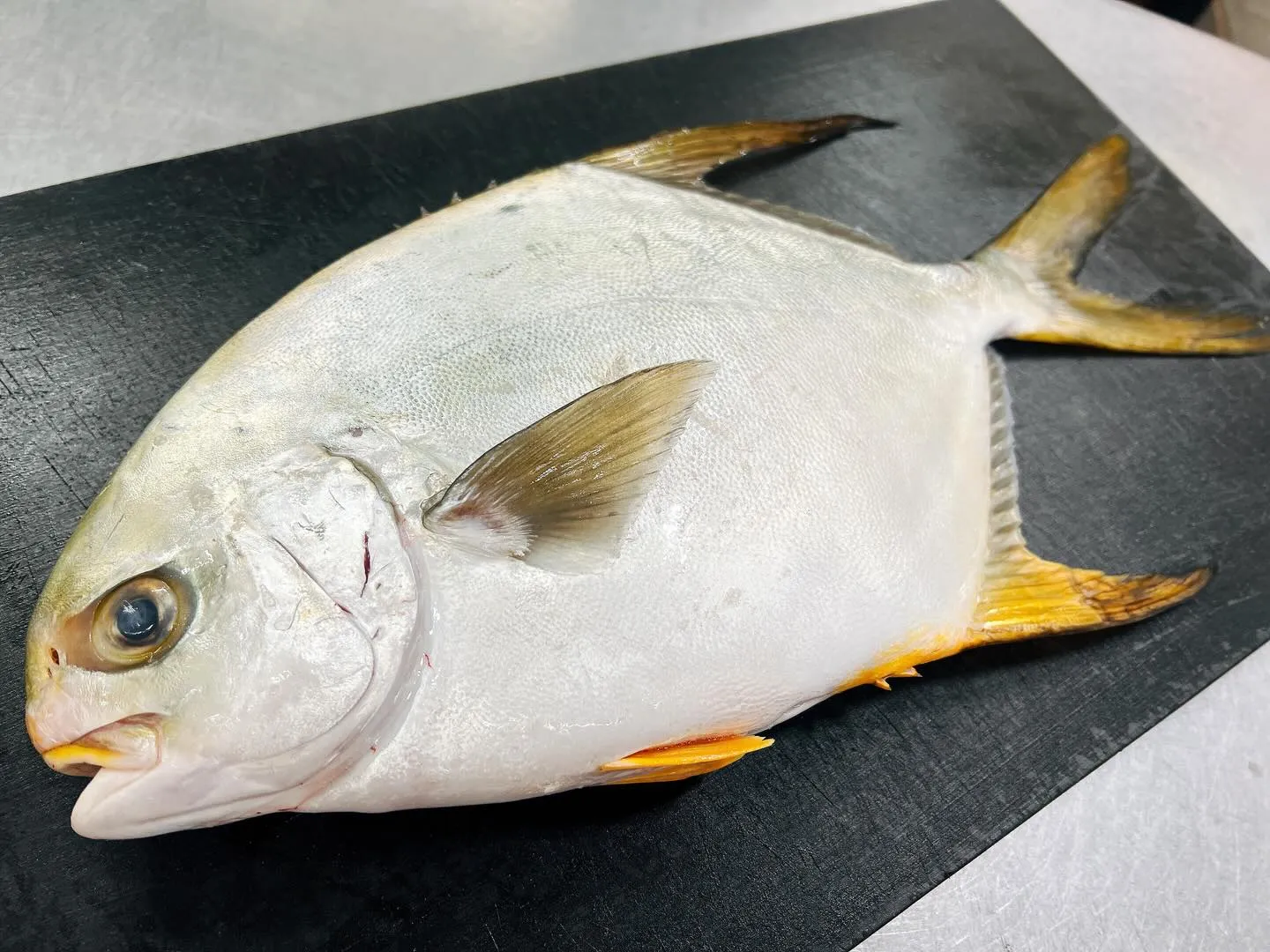 珍魚にして高級魚！鹿児島県内之浦獲れ“マルコバン”😳活け〆を...