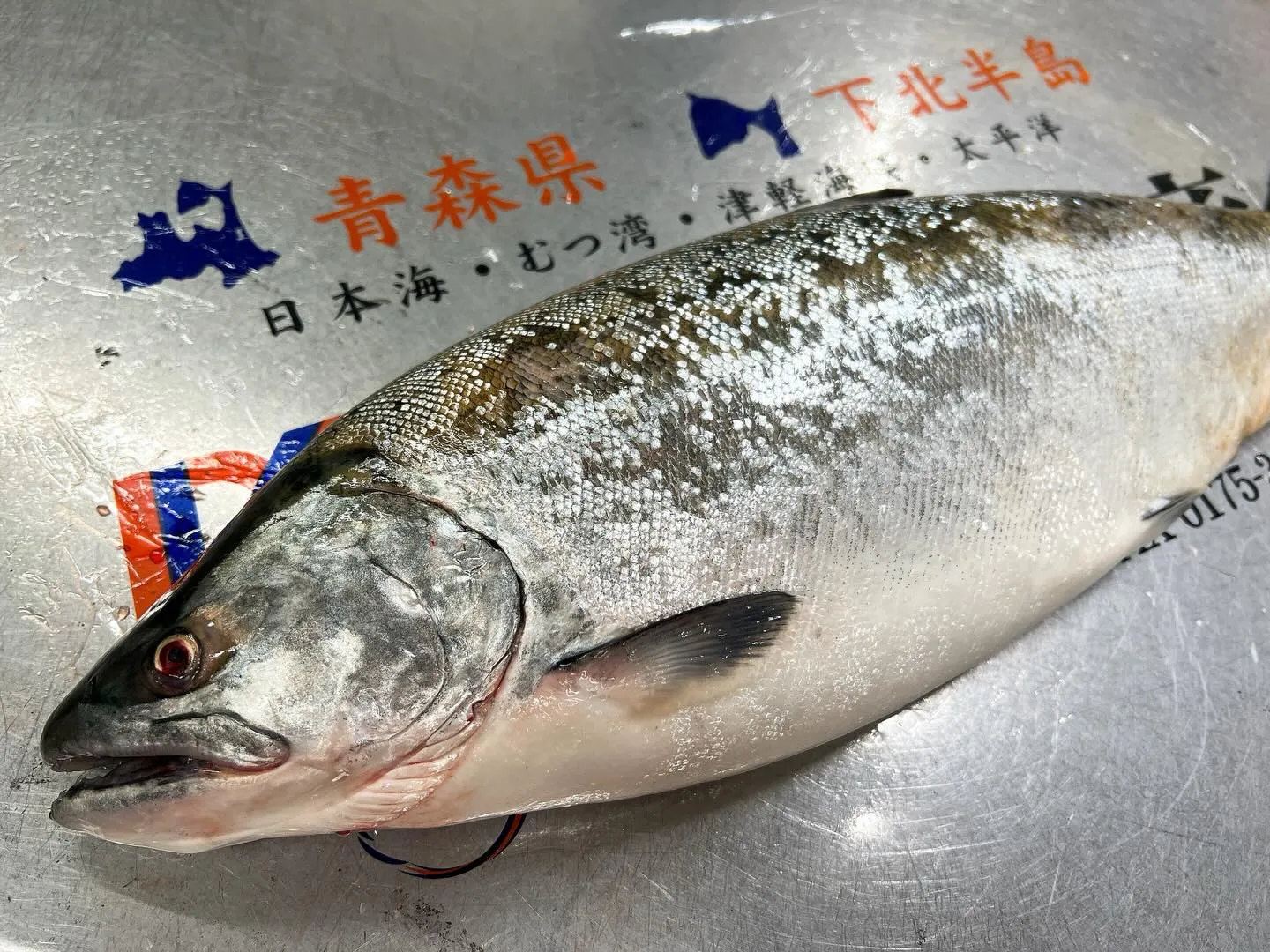 青森・津軽海峡の恵み、サクラマス！