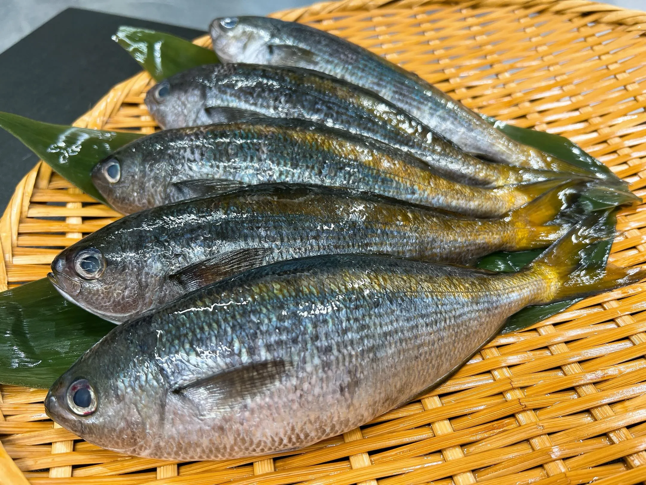 夏の味覚、タカベ！
