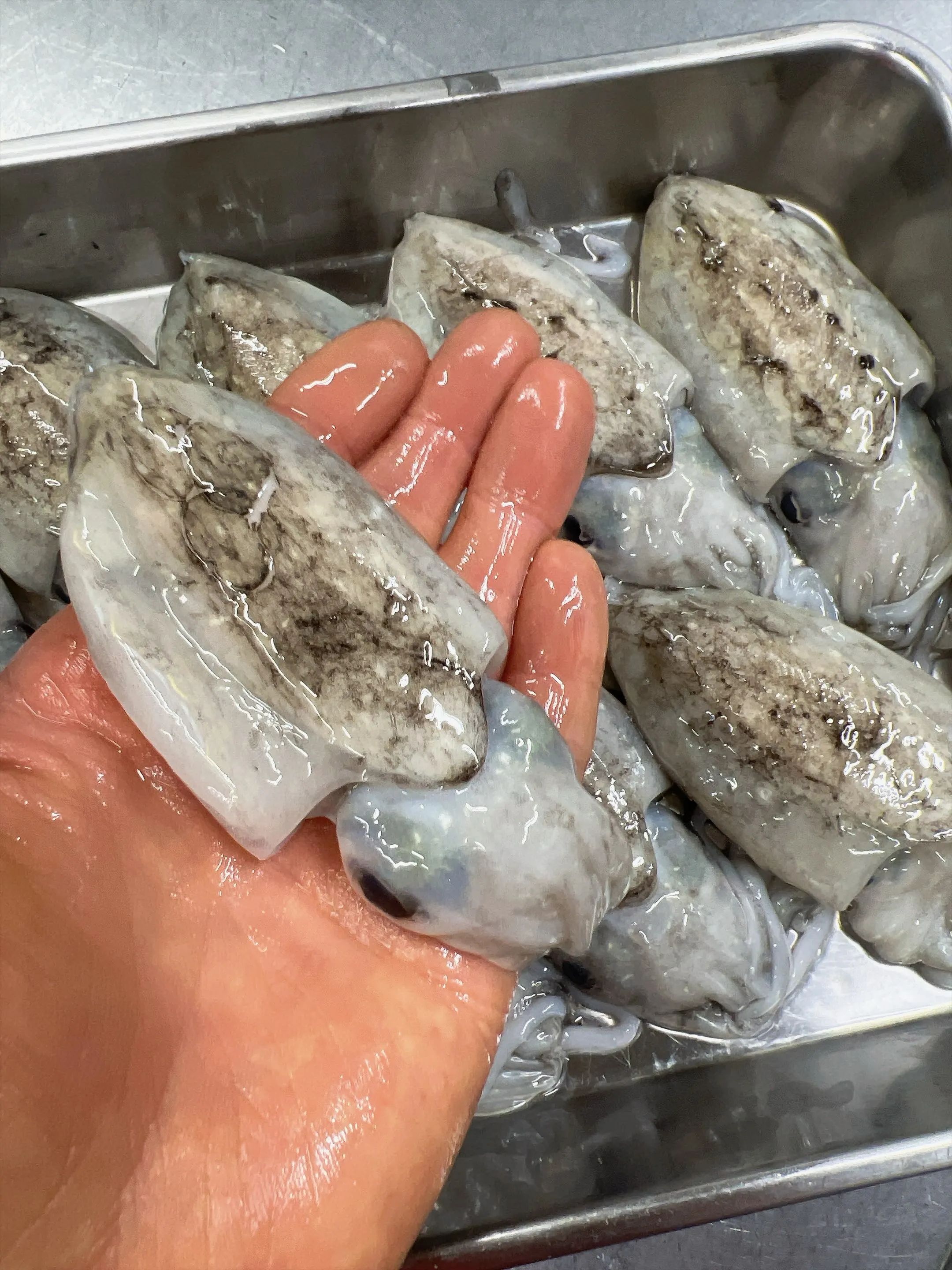 今だけの味わい、新イカ！