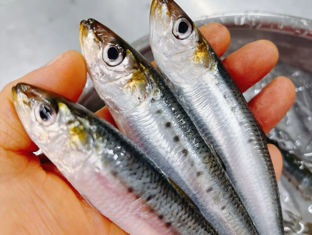 小イワシの握り🍣1尾付け