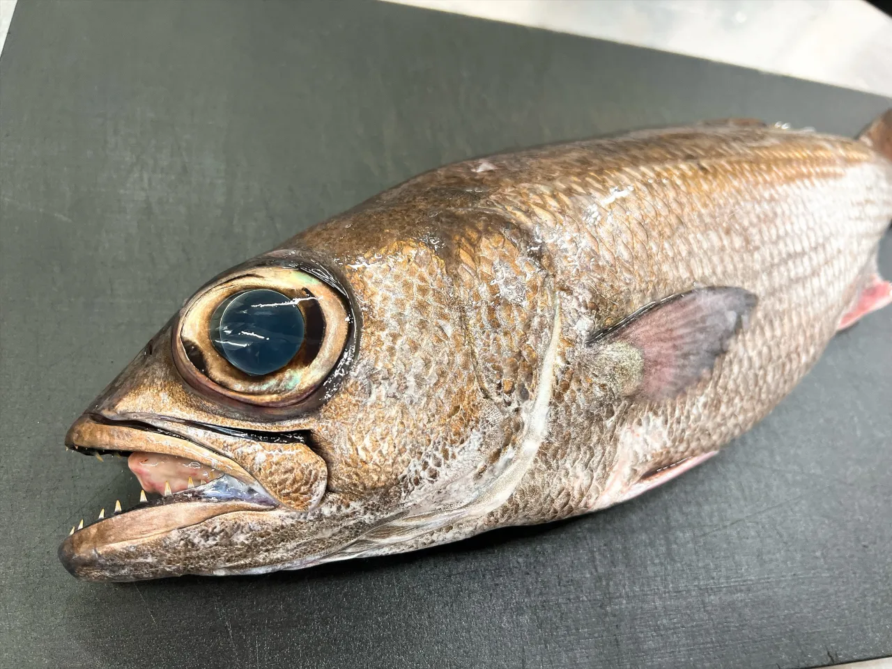 黒ムツの握り🍣皮目の香ばしさに、凝縮された旨み！